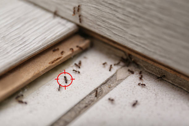 Pest Control Cost in Cabin John, MD