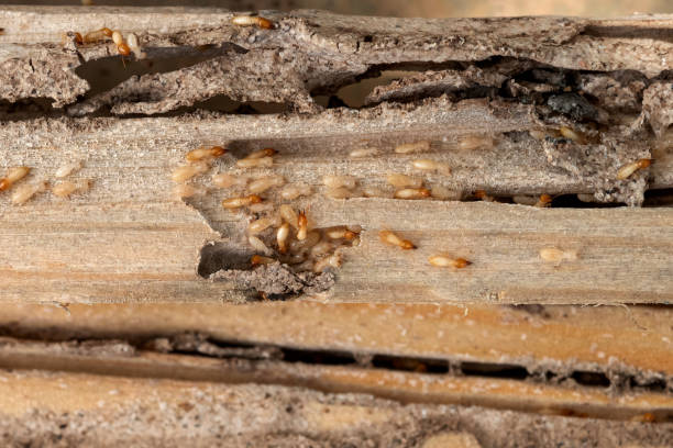Pest Control for Restaurants in Cabin John, MD