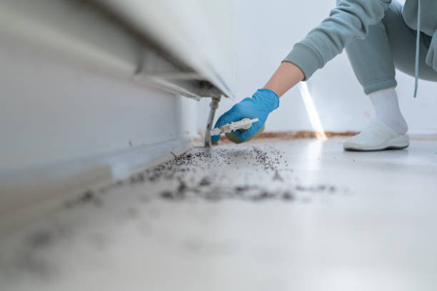 Flea Control Services in Cabin John, MD